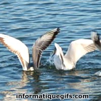 photo mouette qui plonge