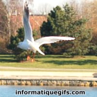 la mouette qui vole