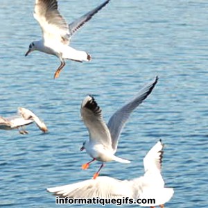 photo mouette avec bague de mer