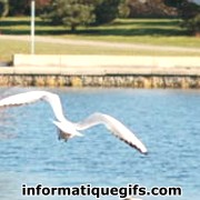 Image mouette dans un parc