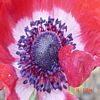 Image coquelicot