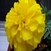 Photo fleur jaune