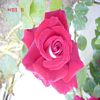 Image rose rouge