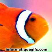 Image poisson nemo