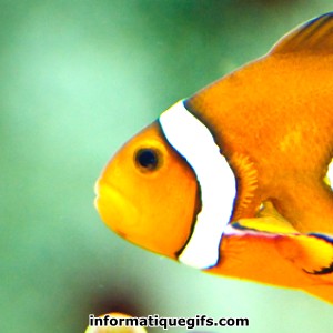 image poisson clown