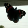 image papillon noir