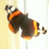 papillon avatar image