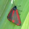 petit papillon rouge et noir