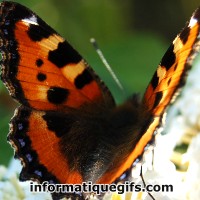 photo papillon qui vole