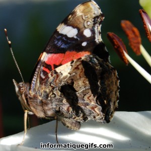 image papillon de nuit qui regarde