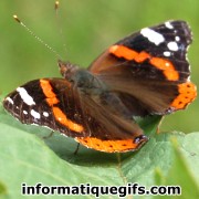 papillon image profil