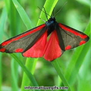 photo papillon rouge et noir