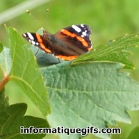 Photo vigne avec un papillon