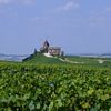 les vignes et le moulin