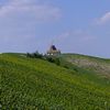 herbe verte et ciel