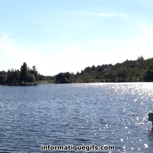 Photo etang avec arbre