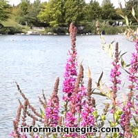 lac avec des fleurs