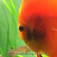 image poisson rouge aquarium