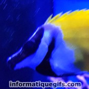 avatar poisson dans un aquarium