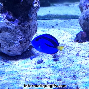 photo poisson dans un aquarium