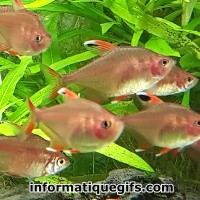 Image aquarium poisson eau chaude