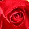 une rose rouge