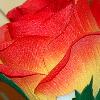 image fleur rose orange