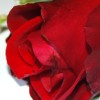 photo de rose rouge
