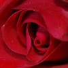 la petite rose rouge