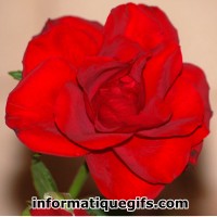 Une image de rose rouge