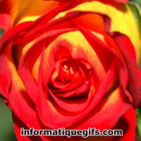 image rose orange