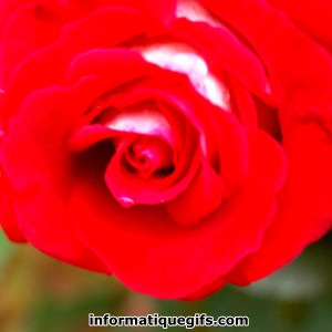 Photo rose rouge magnifique