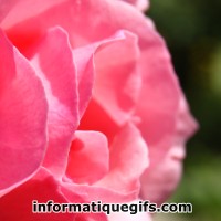 photo rose rose