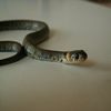 le petit serpent