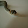 petite image serpent