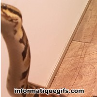 Un serpent dans une maison
