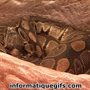 Image serpent nid