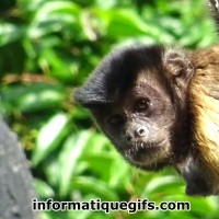 avatar singe primate