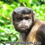 image monkey singe