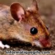 animal souris