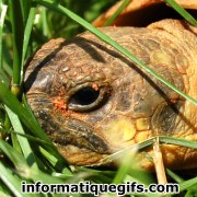 image tortue tete