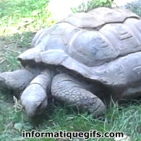 Avatar tortue avec tete
