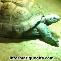 Photo tortue de terre