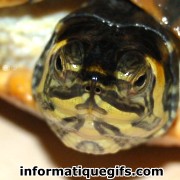 photo tortue de mer