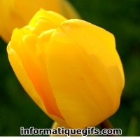 Image tulipe jaune du jardin