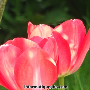 Image tulipe rose et blanche avec verdure