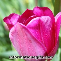 dessin tulipe rose ouverte
