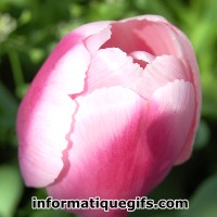 photo tulipe rose non ouverte