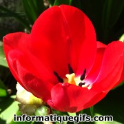 image de tulipe rouge