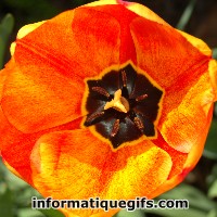 Une tulipe orange avec le centre noir
